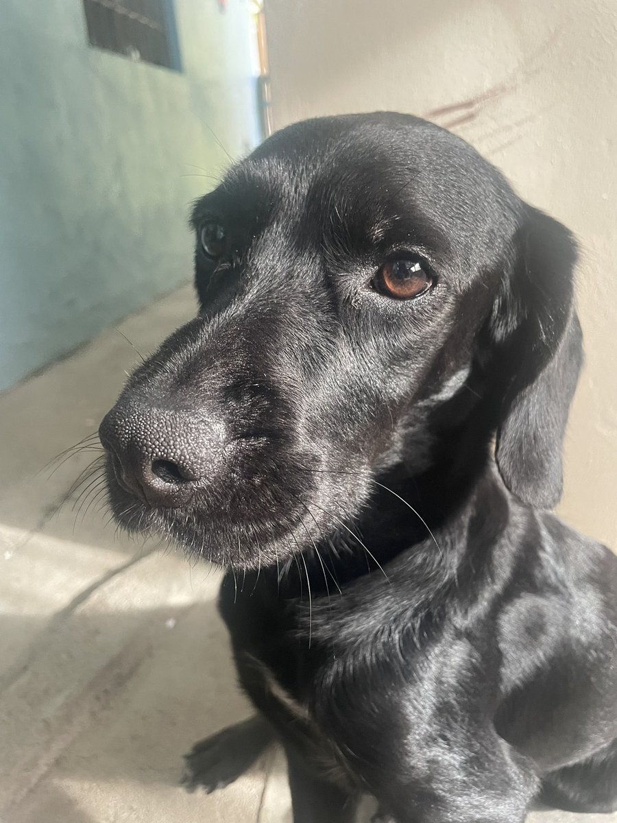 queeesi_'s tweet photo. my dog is sick! i'm doing this to try to save her life #dog #art #english #español https://t.co/SrKwX3Iy66