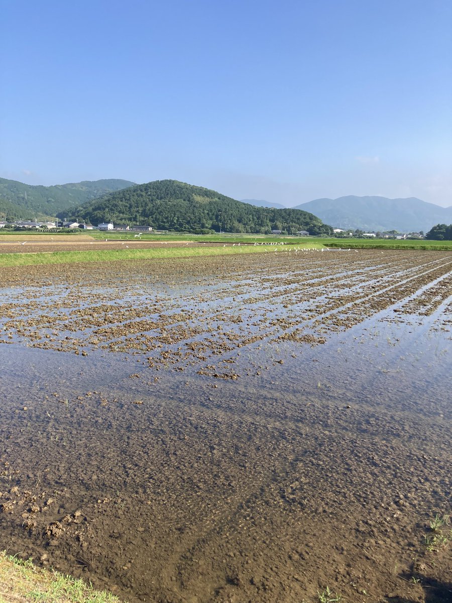 kazeoshima's tweet photo. よその田んぼにしろさぎ軍団 https://t.co/1LK3f0jStB