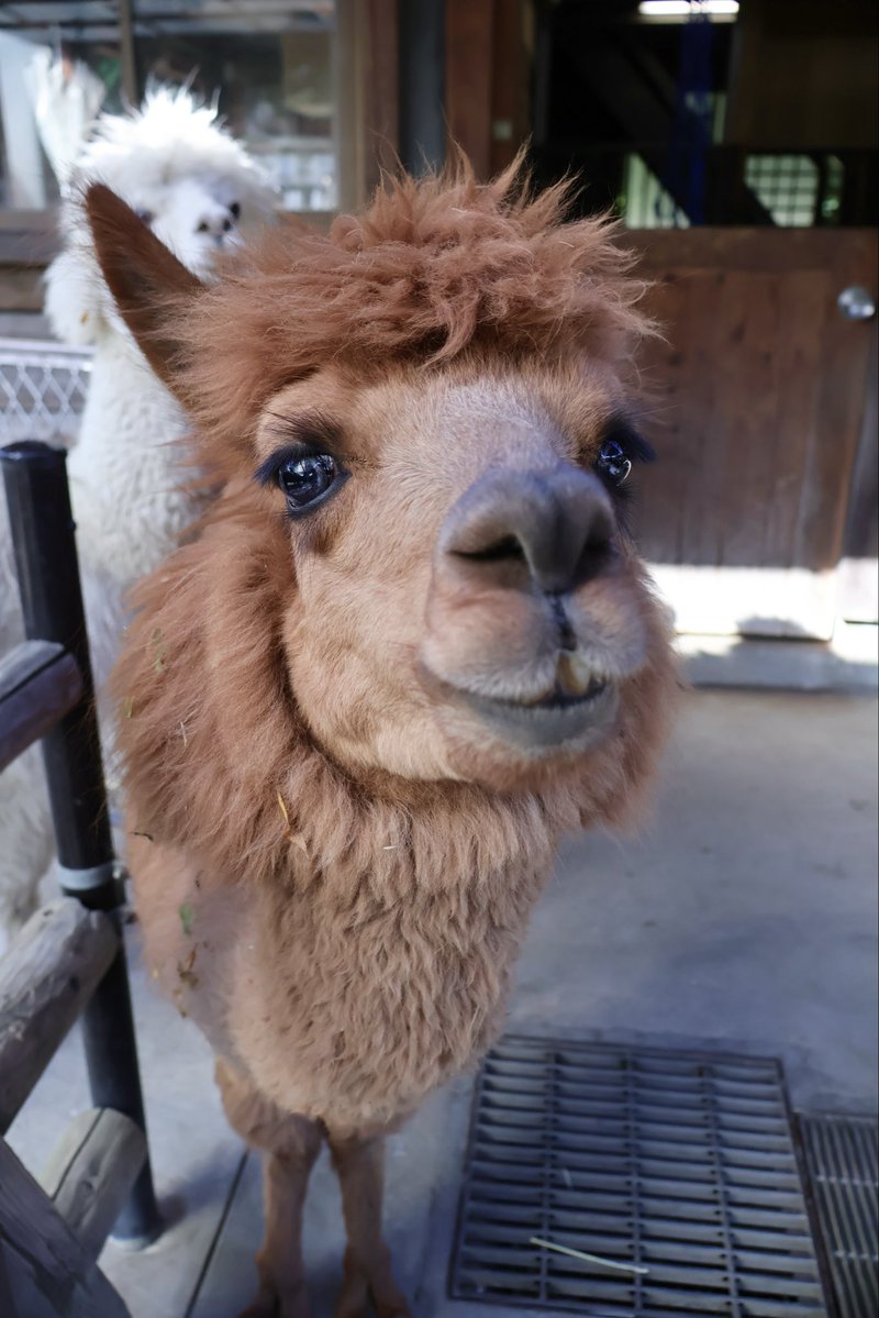 ichikawa_zoo's tweet photo. 今日はアルパカのメイプル♀5歳の誕生日です🎉
キュルキュルお目目の美人(美アルパカ？)さん
毛刈り前のベストショットです✨

#市川市動植物園
#アルパカ
#メイプル
#おめでとう https://t.co/FliUiV9y0S