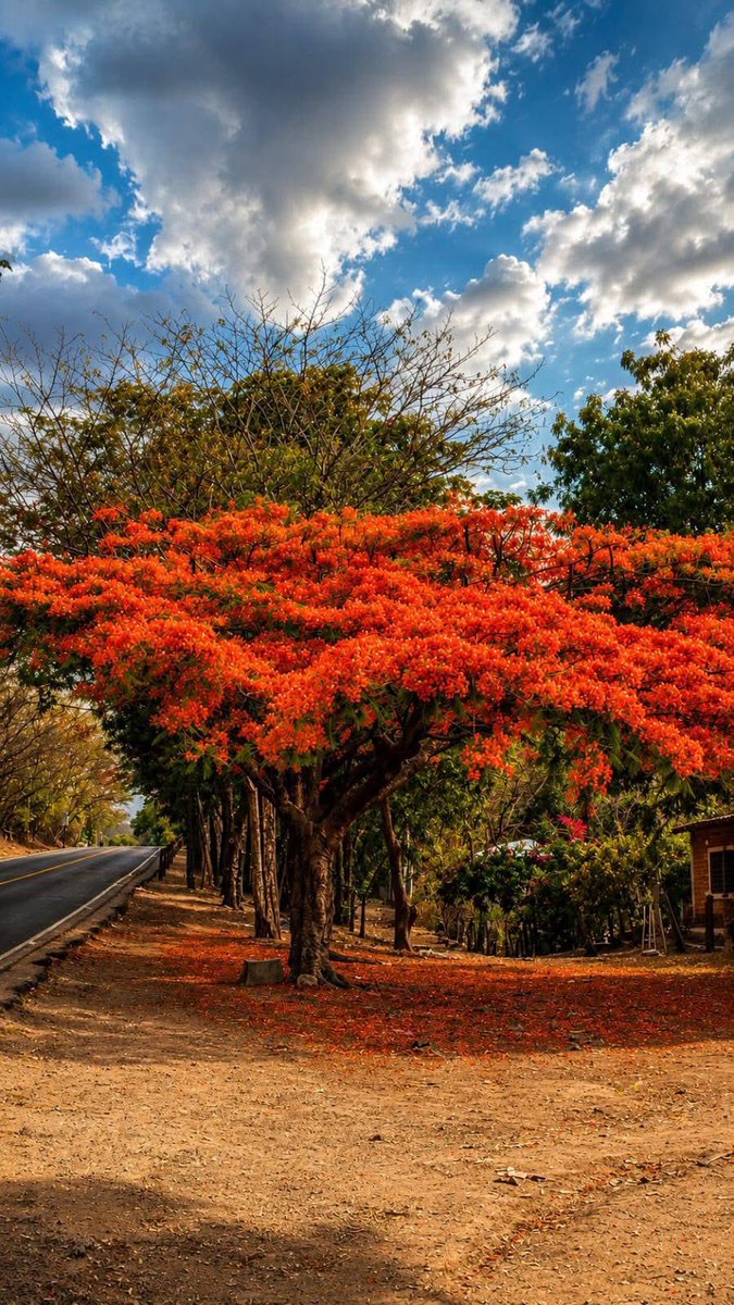 letsknownic's tweet photo. La majestuosidad de las bellezas naturales de Nicaragua se refleja en cada rincón de nuestro país.

Los vibrantes colores de los árboles de malinche adornan la carretera entre la comunidad de La Esperanza y el empalme de Salamasí en Yalagüina, regalando un paisaje lleno de vida. https://t.co/RHGWgYrTnP