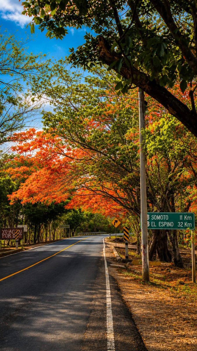 letsknownic's tweet photo. La majestuosidad de las bellezas naturales de Nicaragua se refleja en cada rincón de nuestro país.

Los vibrantes colores de los árboles de malinche adornan la carretera entre la comunidad de La Esperanza y el empalme de Salamasí en Yalagüina, regalando un paisaje lleno de vida. https://t.co/RHGWgYrTnP