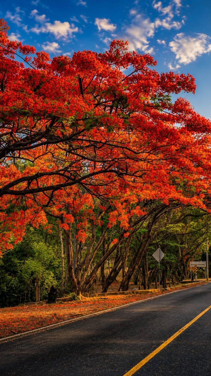 letsknownic's tweet photo. La majestuosidad de las bellezas naturales de Nicaragua se refleja en cada rincón de nuestro país.

Los vibrantes colores de los árboles de malinche adornan la carretera entre la comunidad de La Esperanza y el empalme de Salamasí en Yalagüina, regalando un paisaje lleno de vida. https://t.co/RHGWgYrTnP