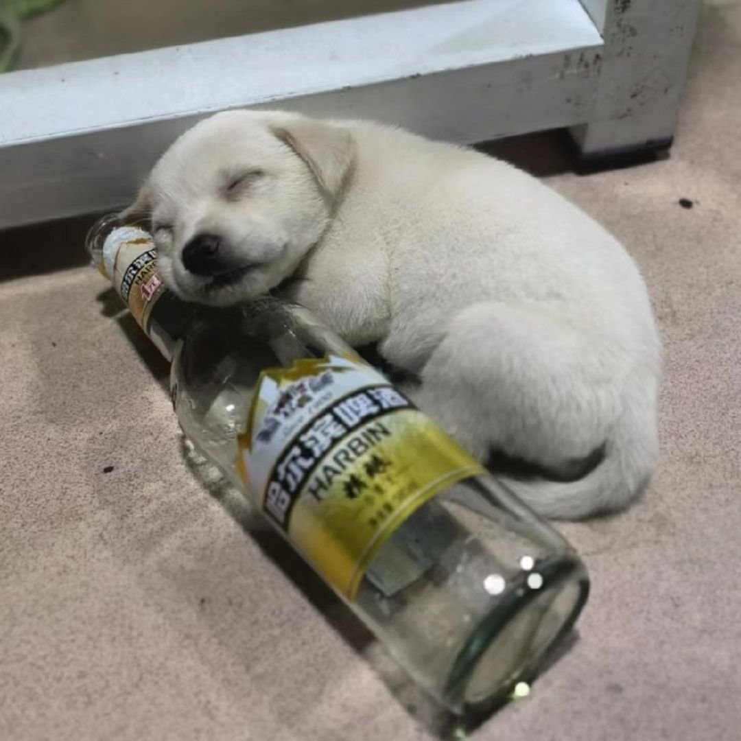 StanLingOrm1127's tweet photo. Don't make our Retriever angry when she's drunk, okay? https://t.co/CwlapSqMLW