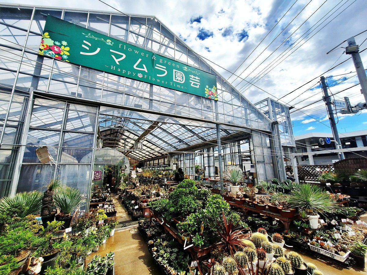 plastic_rains's tweet photo. 20260529
仕事前の朝イチ��シマムラ園芸へ🚙💨お目当てはロマン溢れるバオバブ。
旅の御土産風パッケージが素敵なのだけどwかなりワイルドなお姿に【発根させられる気がしない】とビビって帰ろうとしたら→明るい店員さんに有難いアドバイスを頂き🌿買う決心。大中小ありまして株を選ぶのに汗。 https://t.co/BnaZDcpEvo