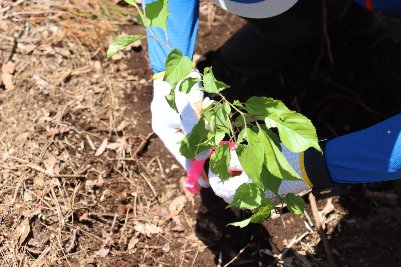 PresentTree's tweet photo. 5月16日（土）、NTTドコモビジネス株式会社さまが「ＰＴ笛吹芦川」にて植樹イベントを開催されました🌳
昨年に引き続き2回目となる今年は、社員とそのご家族36名がご参加くださり、とても良いお天気に恵まれて、春の芦川に地元植生の広葉樹266本を植えていただきました✨

https://t.co/DZgunlJWKi https://t.co/gHJIbr3UPX