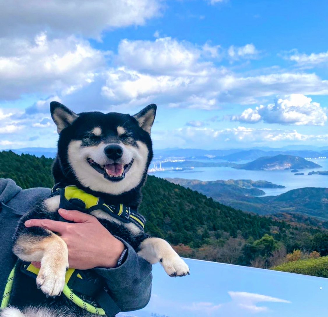 hakuma0209's tweet photo. 「犬は笑わない。笑ってる真似をしてるだけ」ってしつこく言ってくる人がいる。

いやいや、笑うよ☺️
心から幸せそうに。
誰にでも見せるわけじゃないってだけ。

この尊い“幸せスマイル”を知らないなんて、どんだけ人生損してるんだ。

教えてやるもんかー😜笑

 #柴犬 #犬がくれる幸せ https://t.co/KGHt9KQEF8