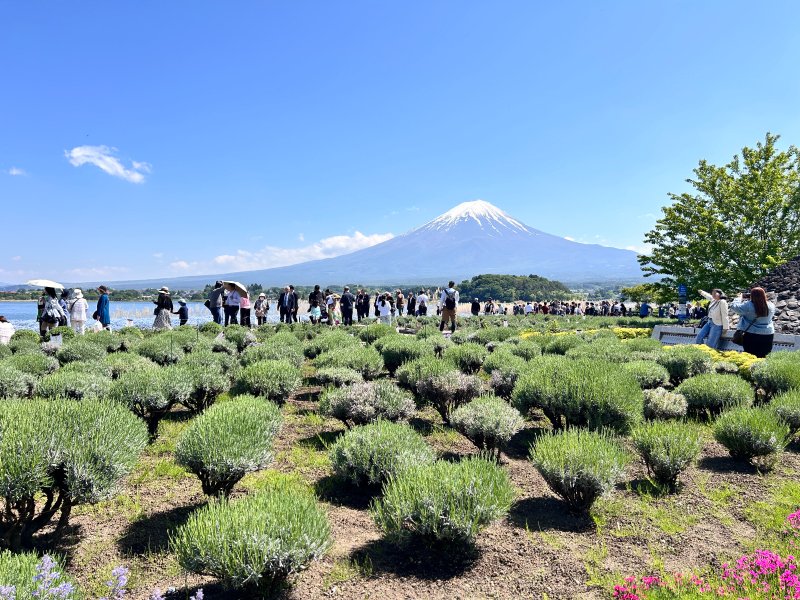 PresentTree's tweet photo. 植樹後はお箸を作ったり、富士山を見に行ったり🗻
企業様の植樹イベントでは、ご希望にあわせて行程を組むことができます！「森のアクティビティをやりたい」「地域を楽しみたい」など、ぜひご要望をお聞かせくださいね😊 https://t.co/f3T88aekxO
