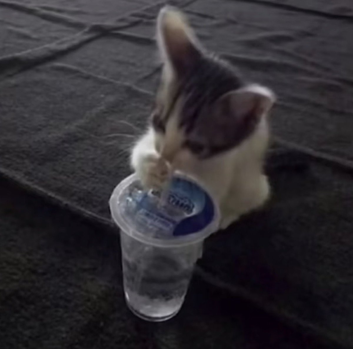 twaniimals's tweet photo. No olviden tomar agua https://t.co/UNCyFWy0xk