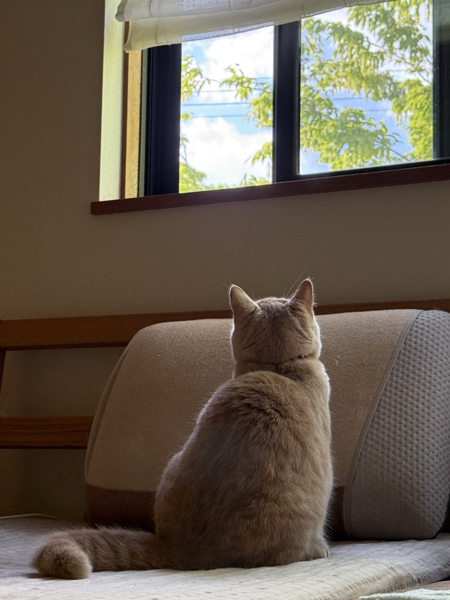 furutorai's tweet photo. 今日は朝から風がつよいねー。

#ブリティッシュショートヘア 
#ねこ https://t.co/r6h5hs5bCQ