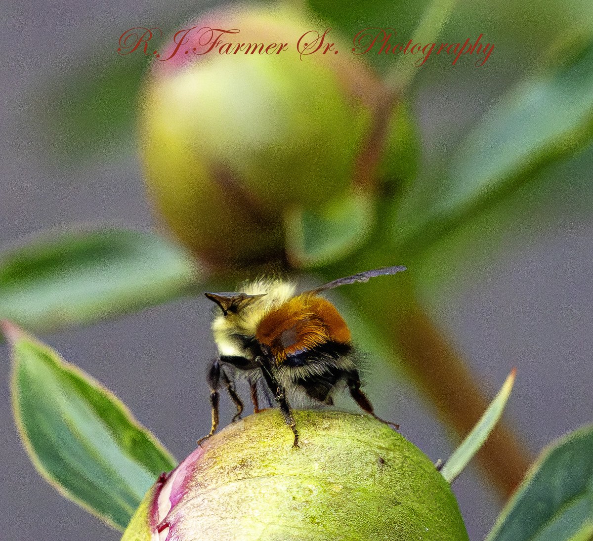 RJFSR's tweet photo. My honey likes Bee Butts so to honor her likes, here is one Bee Butt to start with more to follow over the rest of the Spring and Summer.  A Bombus Melonopygus/ Black Tailed Bumble Bee from the rear as a gift to the wife. Canon R5m2, Canon 100-400, f13, iso 12800, 1/1250, 255 mm, crop