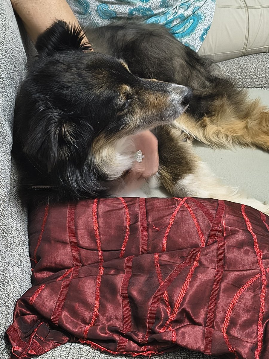 EricaCochrane's tweet photo. Nyla has been very reluctant to get on the sofa, so today we lifted her up gently onto it to let her know it was definitely ok. She made herself comfy very quickly when she realised this meant to could get more pats and be comfy at the same time.
@DT_WestCalder https://t.co/Ztpx2TaUs0