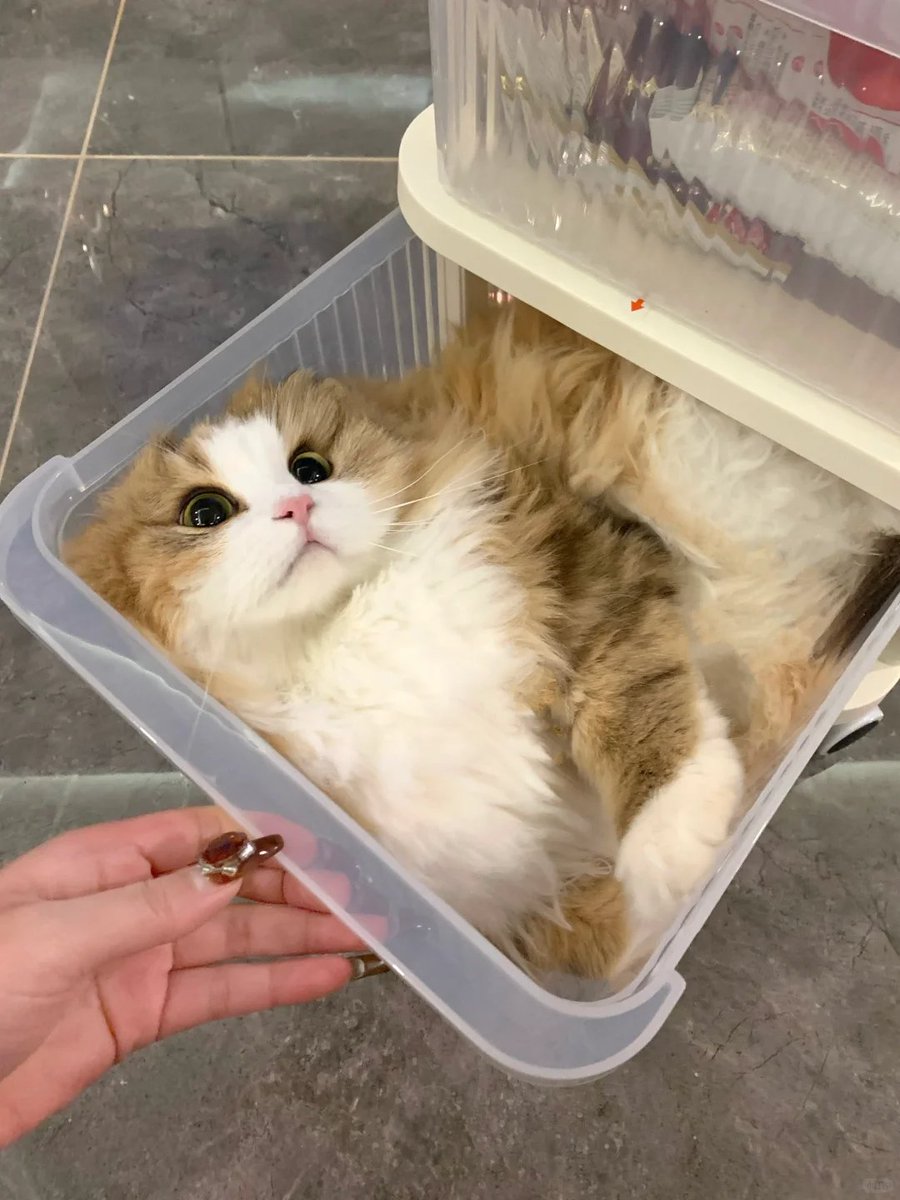 HomeHues's tweet photo. A stranger came over today. 😼
My socially anxious cat, who normally acts like the king of the house,
instantly turned into a scared little turtle.
Walking around all bold one second—
breathing carefully the next.
#ShyCat #FunnyCats #CatLife #KittenMood #PetDaily https://t.co/nNY3EmfT3g