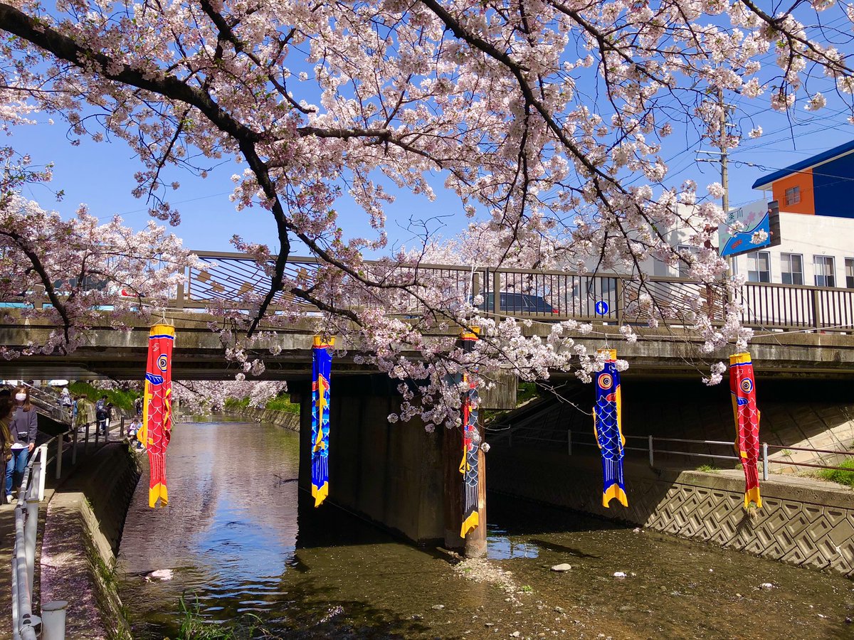 Sim_Cin's tweet photo. แนะนำที่เมือง Iwakura ค่ะ นั่งรถไฟจากนาโกย่าไปประมาณ 30 นาที บรรยากาศดีมาก มีต้นซากุระหลายร้อยต้นเรียงรายริมแม่น้ำยาวไปตลอดแนว ถ้าไปช่วงที่ซากุระบารพีคๆจะมีงานออกร้านด้วยค่ะ ได้ชมซากุระพร้อมได้ชิมของอร่อยไปด้วย https://t.co/LUmpqWDCl8