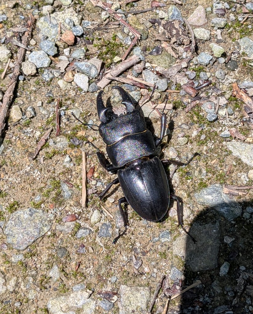 zmfqt's tweet photo. クワガタ採取に来た
新地探してたら偶然ヒラタ居た
これは持ち帰り https://t.co/e3sB1aXoRz