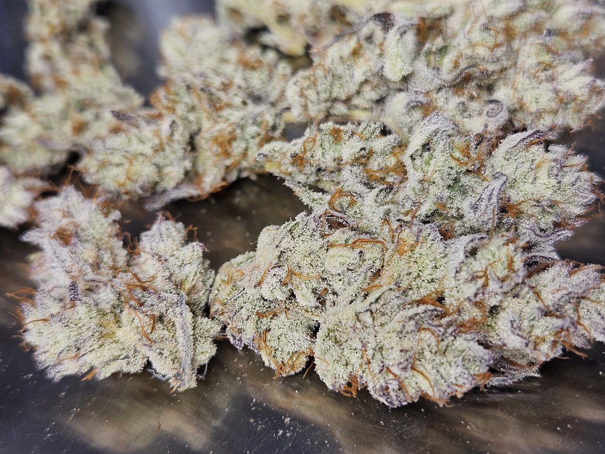 HeavyyieldsX's tweet photo. Whats in your lungs today? #Respectthegrower 

White Flamingo from @Spark_1033 https://t.co/9ISmEszZwE
