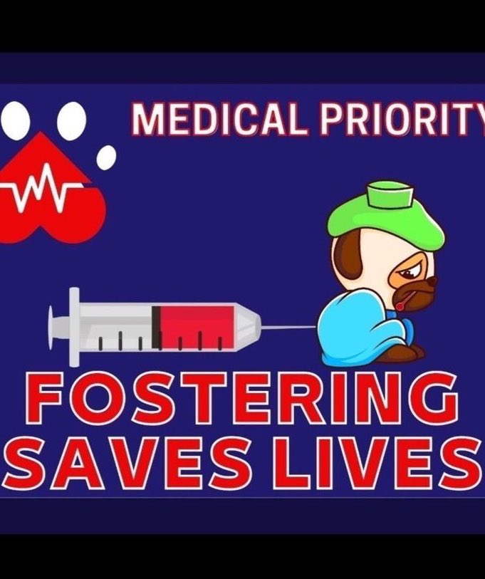 Wynjym's tweet photo. @Sandra1439701 @Camo_Rescue @TBCAnimalRescue
@aid_furry @RDR_NYC @asrpets @ARCorps @ScoutsRescue
@SNARRrescue @OpKindness @legendsofthepaw @FriendsOfEmmaMR @VoiceRescue @samsonsjustice @LegacyRescue PLEASE HELP THIS SWEETHEART WHO IS SUFFERING WITH NO HELP AT #PVAS #EDINBURG #TX
TY 🐶💜🤞🙏 https://t.co/50HjqU1kAE