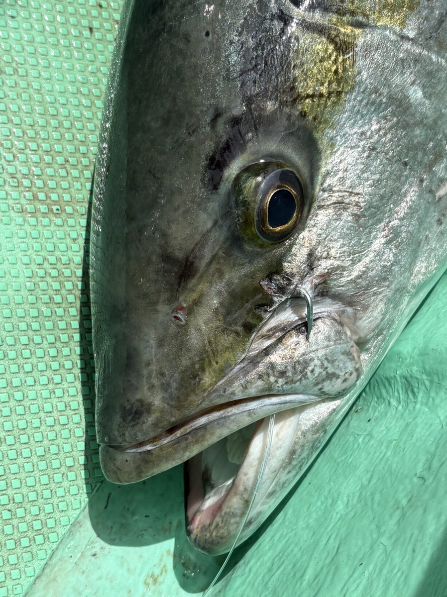 hariyoshi777's tweet photo. ♦︎釣果レポート♦︎ 

5月26日 気温・水温ともに上昇し夏の気配漂う伊豆諸島で、泳がせ釣りにてヒラマサを2本キャッチ🔥
136cm - 20.5kg / 135cm - 19.82kg

フックは、ウェーブラインストロング28号 白金🪝
細身で活き餌への負担が少なく、ハイドラグにも耐える剛性で大物をしっかり仕留めました💪 https://t.co/V7WfkKKylU