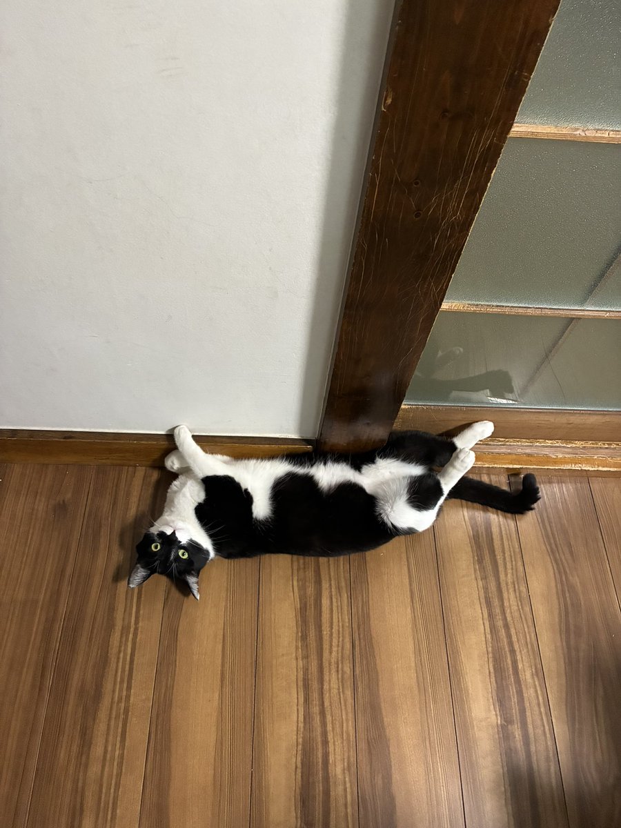 eikochiko25's tweet photo. こんにちは♪ https://t.co/dHd1P3jRVl