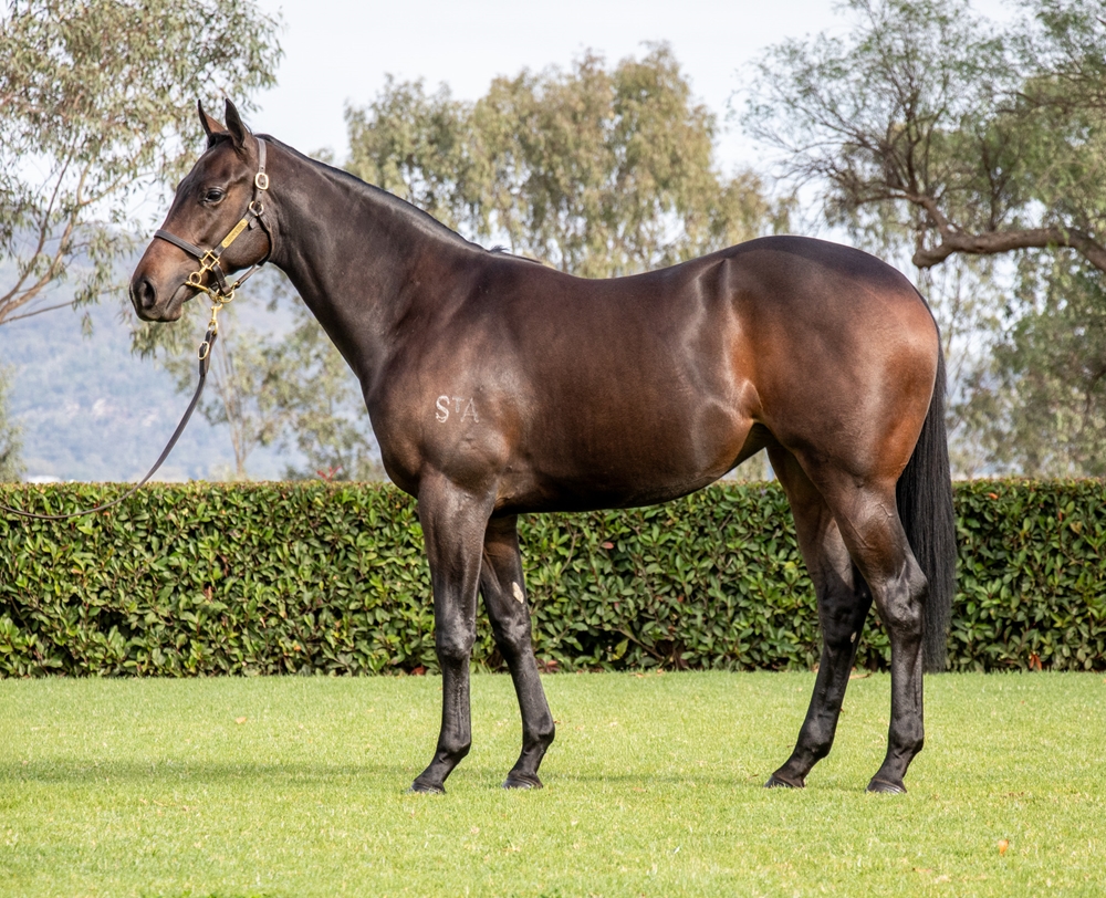 UnitedSynd's tweet photo. A must inspect filly at next weeks @mmsnippets sales, reared and prepared by @SledmereStud and out of the @NewhavenPark draft is our gorgeous I Am Invincible/Loveyamadly filly who is a Half Sister to 2 Stakes winners in Immortal Love and I'mlovin'ya! #qualityfilly https://t.co/XfRj7VIei1