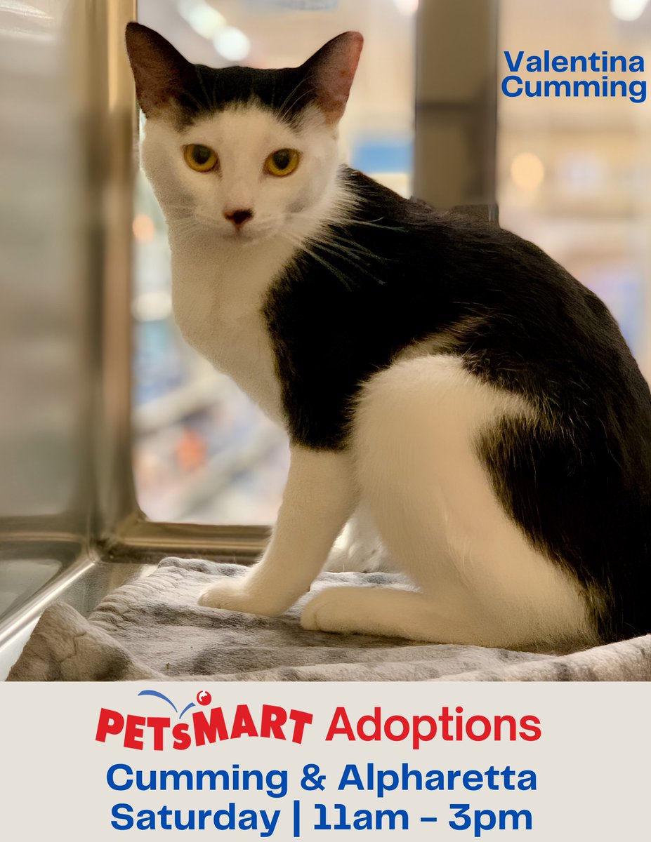 FeralCatProgram's tweet photo. You can change a life on Saturday — and make yours a lot happier too!🧡 Come see us!
😍CATURDAY ADOPTIONS
📅 Saturday, May 30
⏰11 AM - 3 PM
📍PetSmart: Alpharetta &amp; Cumming
#fcpga #WeSaveCats #PetSmartCharities #adoptlove https://t.co/9M9Uht9bat
