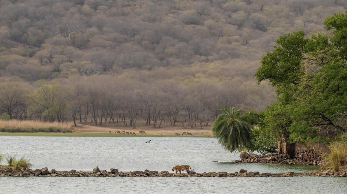 wildlife_clicks's tweet photo. Some places are visited, but Ranthambore is felt. Every trail, every call, every glimpse of the tiger made it unforgettable ! https://t.co/vDfEZdkSQC