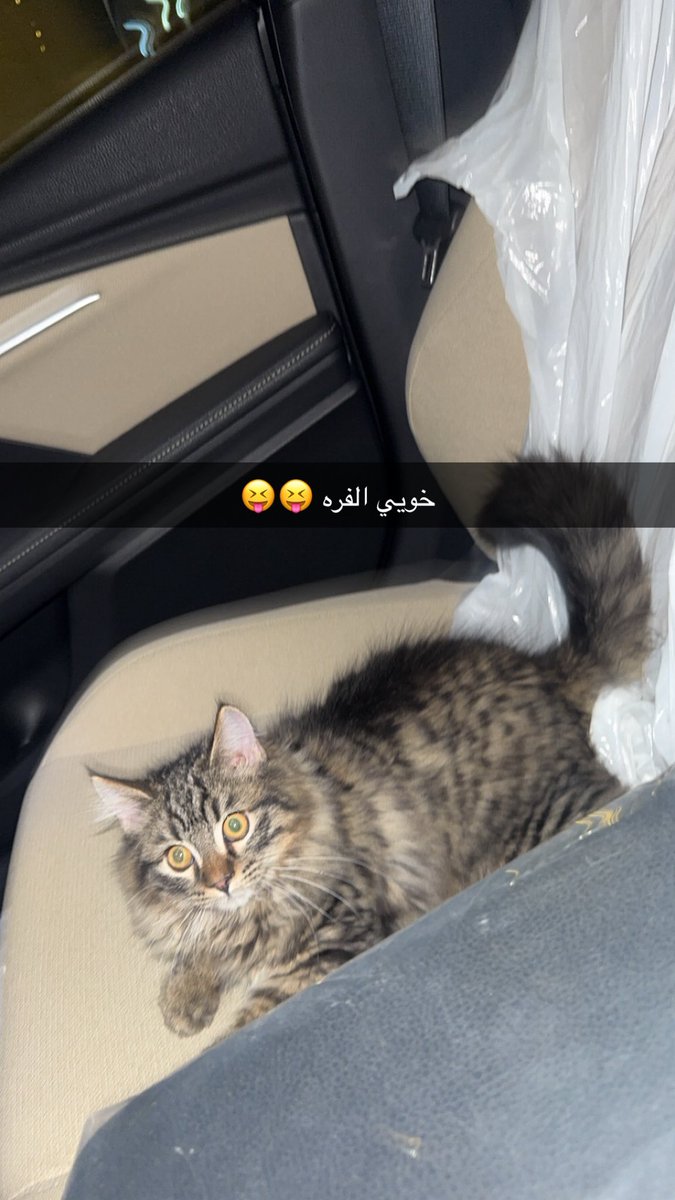 0iil1p's tweet photo. عشوائيات ليو https://t.co/b4MPADYeBZ