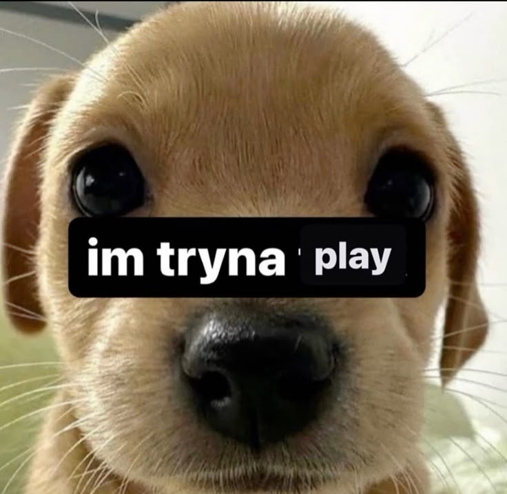 PupGirlBlair ^w^ 🏳️⚧️ tweet media