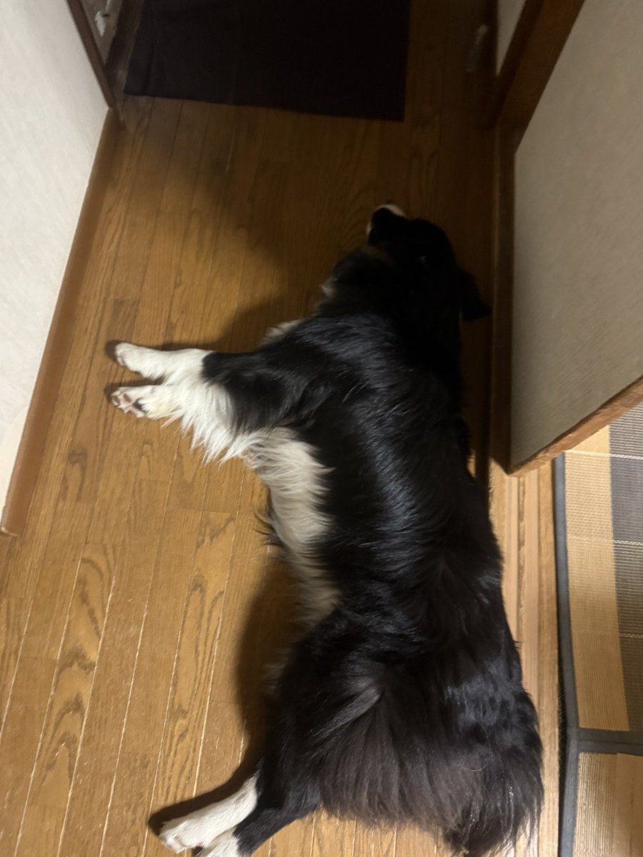 border_rei's tweet photo. 我が家はよくかわいい犬が落ちてる https://t.co/b0YjZCilJi