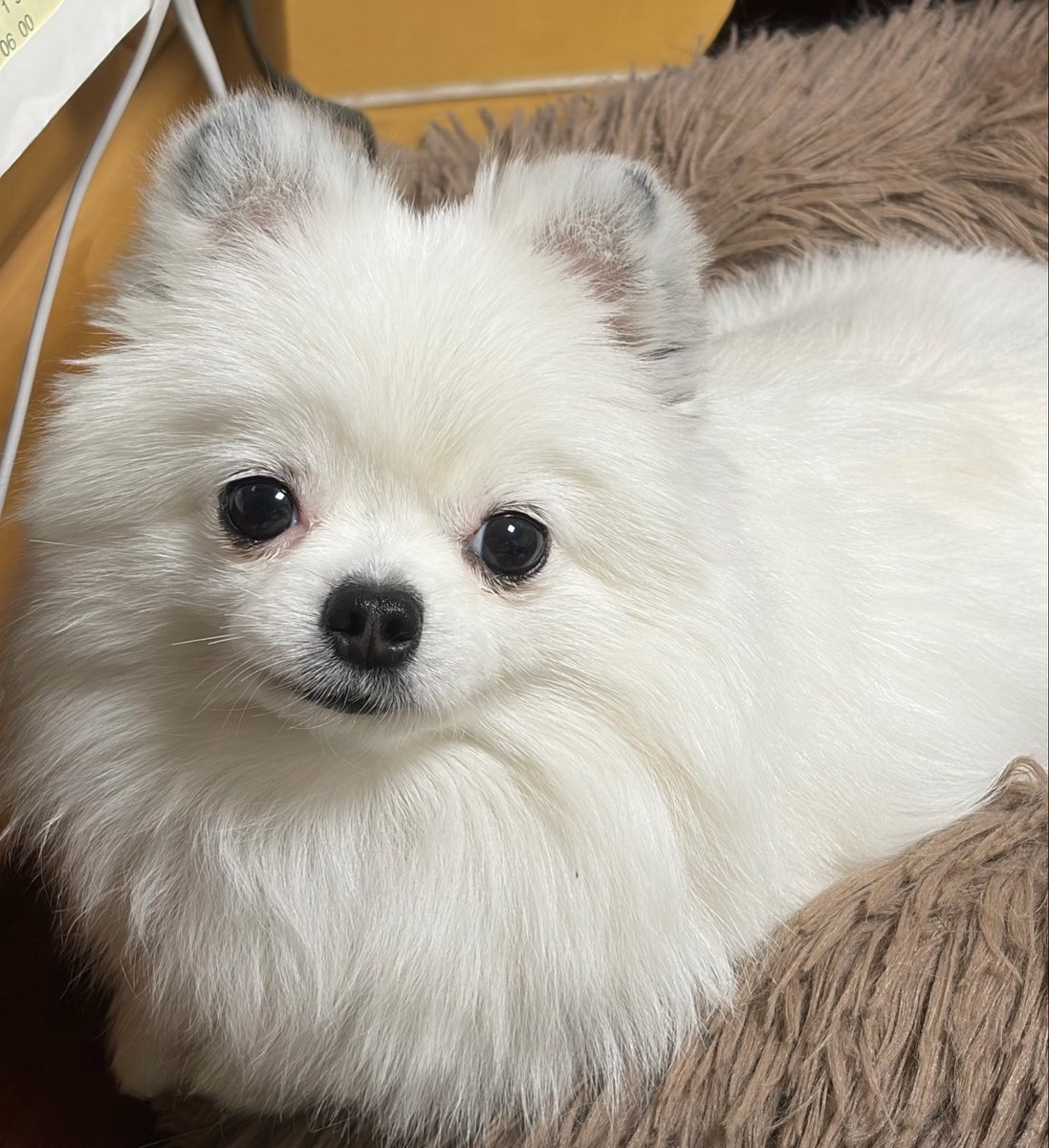 nomonkey0's tweet photo. 다들 이렇게 이쁘게 붓는다고?
숭이만 퉁퉁이된다고? https://t.co/hGSGiNH4T3