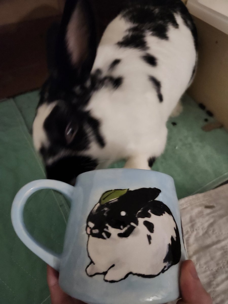 MothyA5's tweet photo. Showed this to the bunny and it was on site violence https://t.co/QPA4cM1JCJ