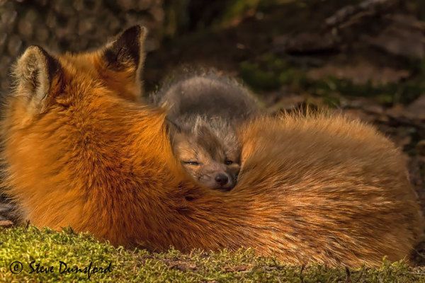 🍁 𝓣𝓱𝓮 𝓕𝓸𝔁 𝓛𝓲𝓯𝓮 🌾🦊 tweet media