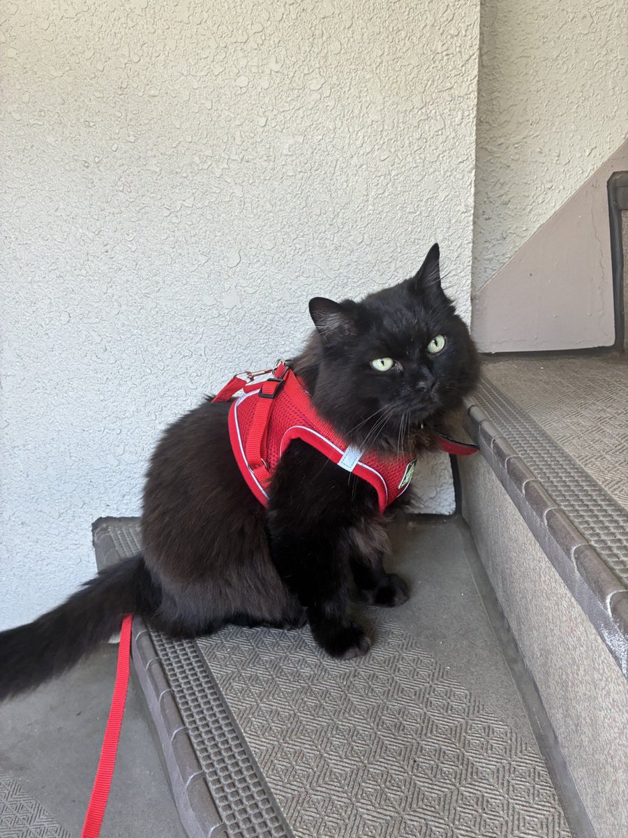 ayamin026's tweet photo. 飼い猫(ぷりん)が不注意で脱走してしまいました。
目撃した方がいましたら教えてください。

特徴：
・黒猫(日に当たると少し茶色)
・毛長でツヤツヤ
・体大きい(6キロ程)
・赤色の首輪
・目は黄色
・しっぽ長い

場所：埼玉県北浦和

#猫を探しています　#拡散希望RTお願い致します　#拡散希望 #黒猫 https://t.co/t8EMpFNjMG