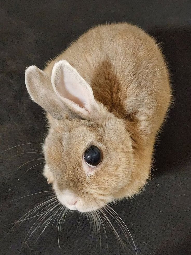 thepopularanimals tweet media