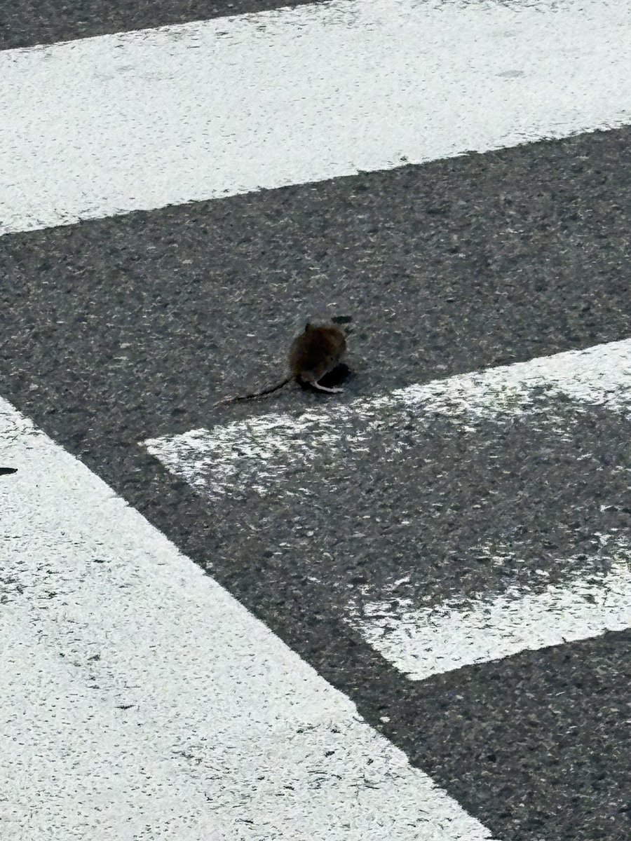 maromaro_0331's tweet photo. 野生のネズミが飛び出してきた！
(🎵バトル開始のBGM) https://t.co/fDTVwfmf26