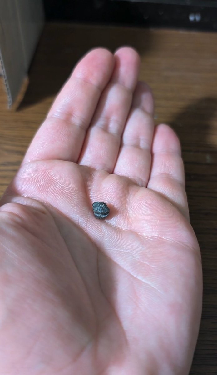 iankbenoit's tweet photo. Got this adorable enrolled trilobite from @FossilEra. It's my smallest fossil in the museum (not including the actual insects preserved in amber), so I put it in a small magnifying case so people can actually see it. (Likely Acastoides, from Devonian Morocco) Look at those eyes❤️ https://t.co/OxlcHWC8Qr