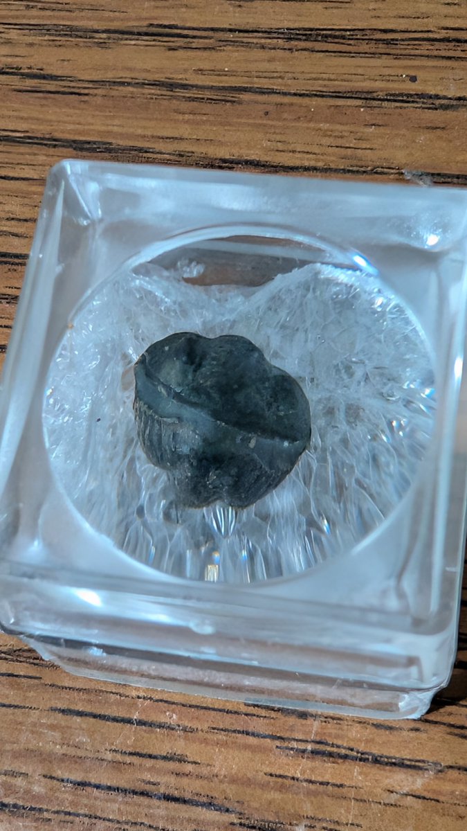 iankbenoit's tweet photo. Got this adorable enrolled trilobite from @FossilEra. It's my smallest fossil in the museum (not including the actual insects preserved in amber), so I put it in a small magnifying case so people can actually see it. (Likely Acastoides, from Devonian Morocco) Look at those eyes❤️ https://t.co/OxlcHWC8Qr