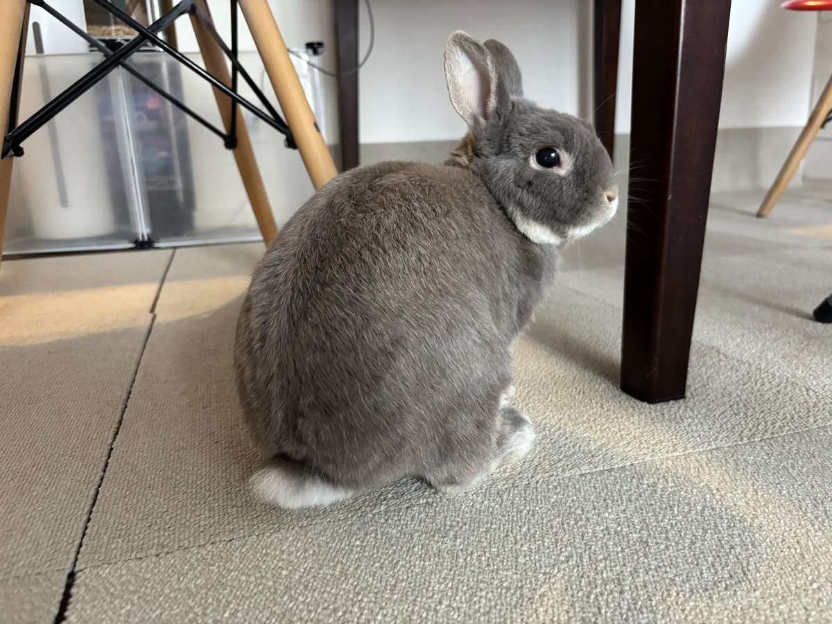 とんすけちゃん 我が家のとんすけ🐰