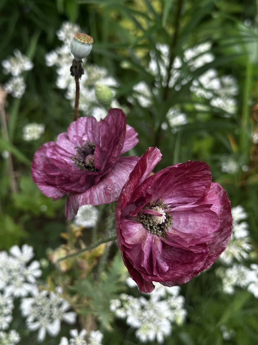 novara711's tweet photo. ポピー'パンドラ'も咲いた。
Papaver rhoeas 'Pandora'
#emptyg https://t.co/jhIn0DVe9d