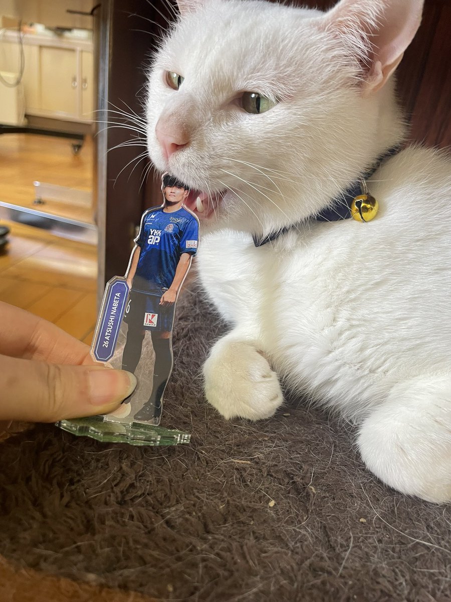 catsandpc's tweet photo. めでたい！！！！！！！！！！！！！！！！！！！おめでとうございます！！！！！！！！！！
！ https://t.co/nXeRdDACOe
