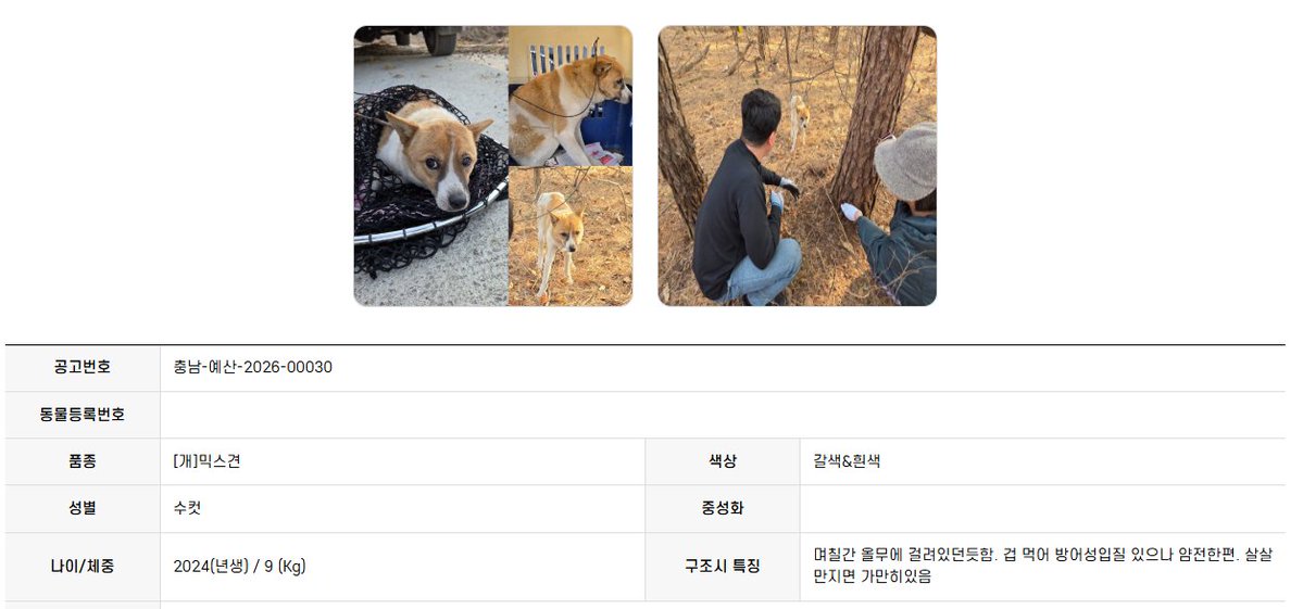 findmypaw's tweet photo. 올무에 걸려 입소하게 된 강아지 진짜 웃기고 불쌍한데
공고사진에 포획하는 쌩사진 넣는거 처음봐서 진짜 너무 웃김
쥬라기공원 포스터 대충 이럼

겁이 매우 많지만 사람이 궁금하긴 해요 / 입소 3개월째 문의 0건
신중한 입양 문의 부탁합니다
예산임시동물보호센터 연락처 041-339-7838 https://t.co/ivJbJ6YQKj