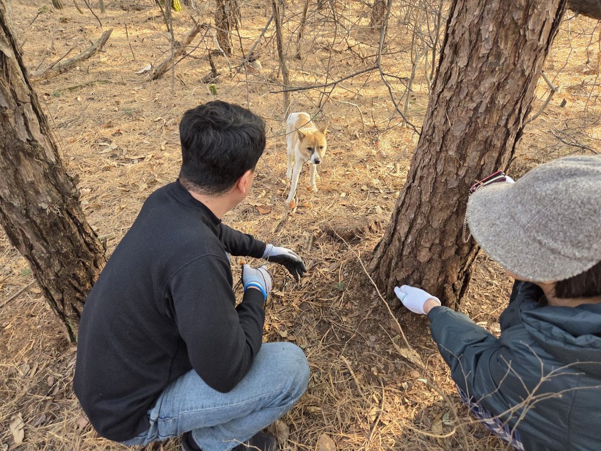 findmypaw's tweet photo. 올무에 걸려 입소하게 된 강아지 진짜 웃기고 불쌍한데
공고사진에 포획하는 쌩사진 넣는거 처음봐서 진짜 너무 웃김
쥬라기공원 포스터 대충 이럼

겁이 매우 많지만 사람이 궁금하긴 해요 / 입소 3개월째 문의 0건
신중한 입양 문의 부탁합니다
예산임시동물보호센터 연락처 041-339-7838 https://t.co/ivJbJ6YQKj