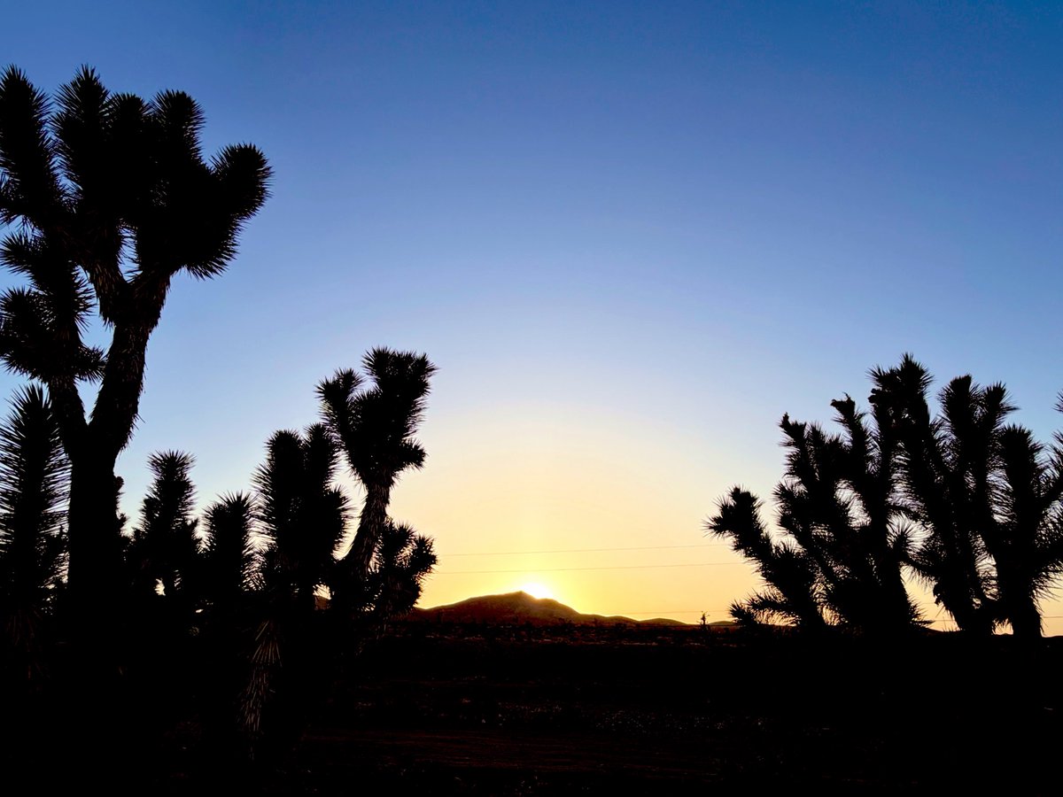Flawwed1Art's tweet photo. Here are a few more shots from tonight all of Joshua tree silhouettes. Taken just after the shots I shared earlier. If you don’t know much about Joshua trees look them up. They’re very unique. Stay tuned for more to come on the thread below. 👇👇👇

#Karvan #Caravan #StarForge https://t.co/aoJXJZVfz1
