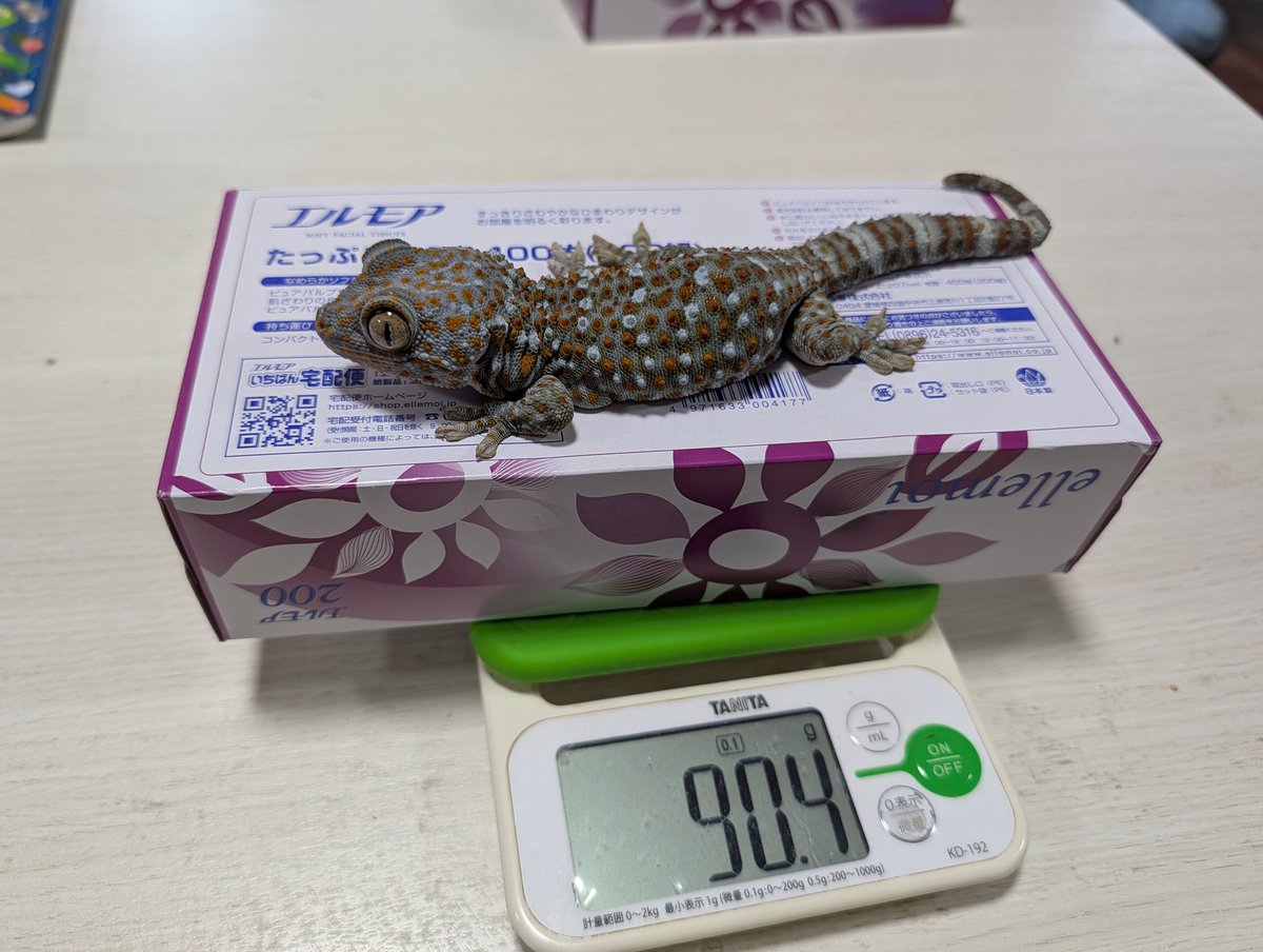 Haru_desu's tweet photo. ぽっけさんは
我が家生まれの1号ちゃん
外に出すと肩が定位置 #トッケイ #tokaygecko https://t.co/Ax07qWkl44