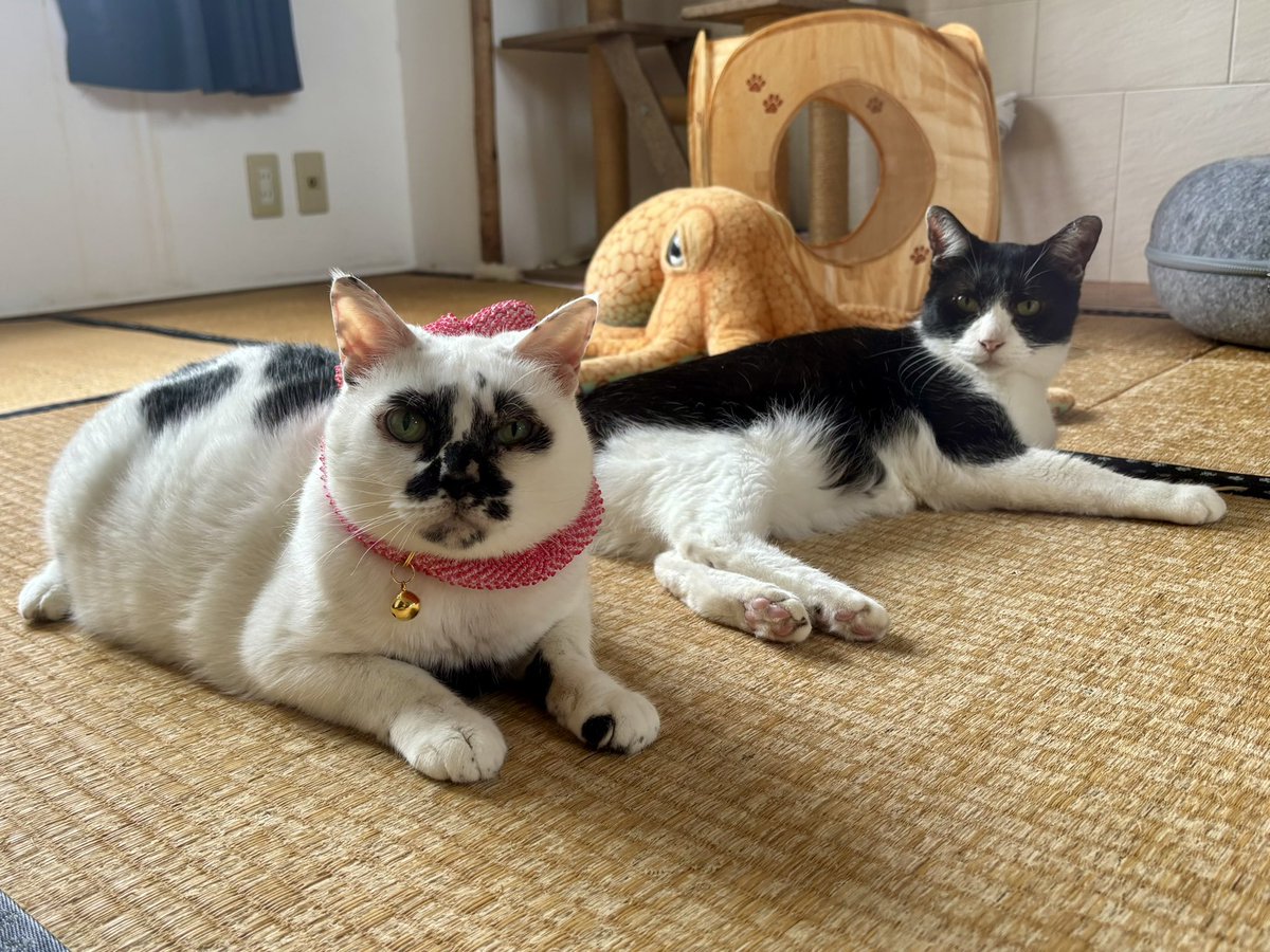 muddycat_atami's tweet photo. かわいすぎる〜〜〜 https://t.co/AFnquM1MIB