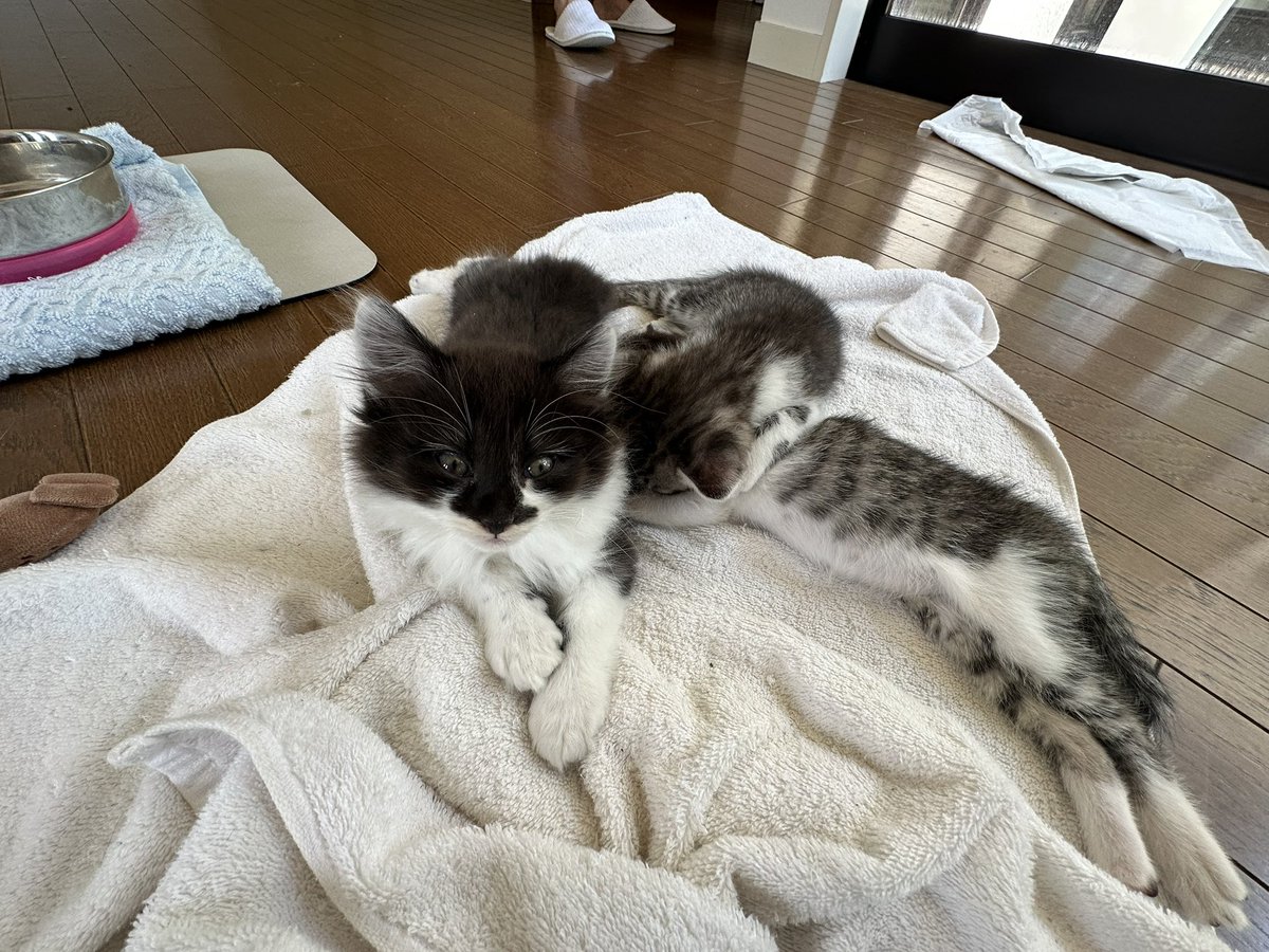 オシリウス tweet media