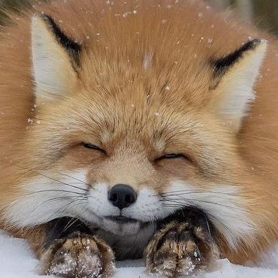 AnimalDang72616's tweet photo. https://t.co/7hCYbuWnDU