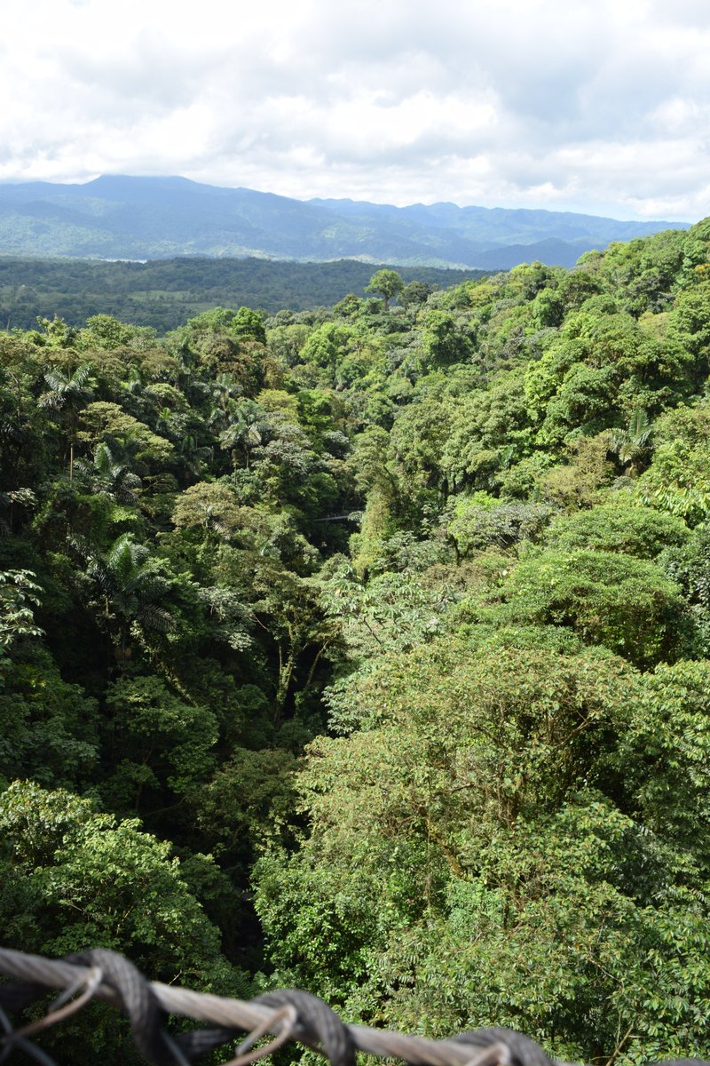 GERiLAB12's tweet photo. Místico Bridges in La Fortuna. Walking among the treetops surrounded by lush rainforest magic—where nature feels truly otherworldly. A perfect blend of adventure and serenity in one unforgettable place https://t.co/7GXvNZHTLr