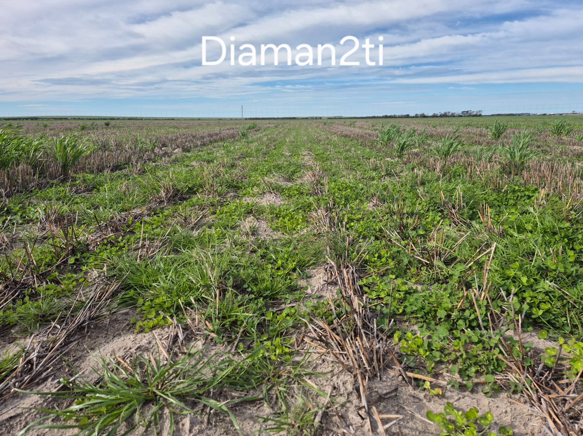ASHEEPBEEF's tweet photo. Sown 27 March, Cascade, hosted by Mark &amp; Liv Walter. Ungrazed. Looking forward to seeing how much N is fixed for next year's crop. @nudenutwa was very pleased with that trigonella! 

@meatlivestock Producer Demonstration site run in collaboration with Farm &amp; General. https://t.co/xIvGDDGc40