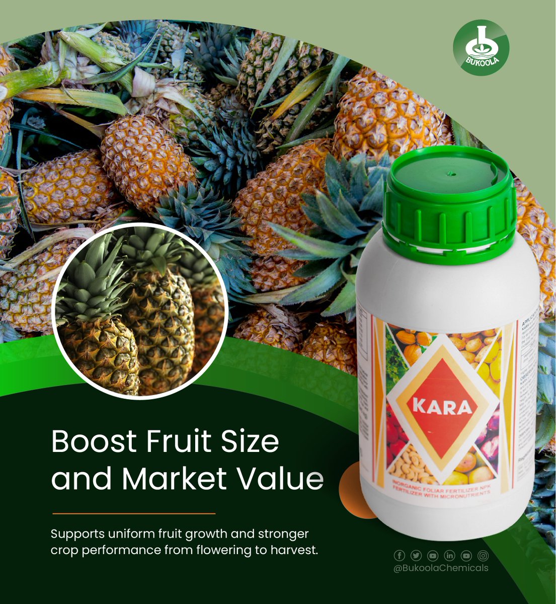ntvuganda's tweet photo. ADVERT: Uniform fruit growth contributes to better market value. KARA supports healthier pineapple development from flowering to harvest. 

Get KARA from the nearest agro inputs shop today.
#BukoolaChemicals #KARA 
#PineappleFarming #FruitQuality

@BukoolaChemical https://t.co/Ckjk5xS7LV