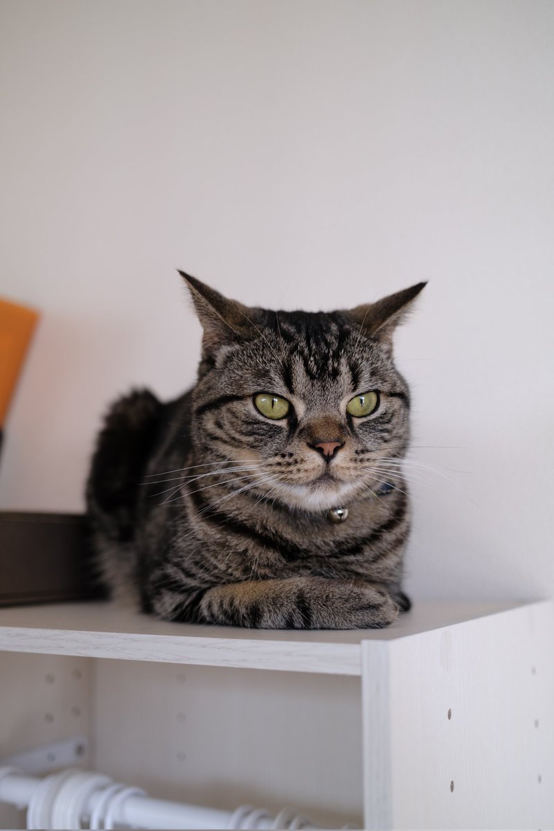 _mooriii's tweet photo. cats https://t.co/Q4wmSWEsF9
